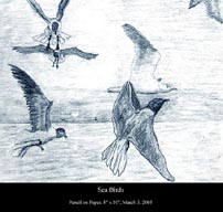 Sea Birds