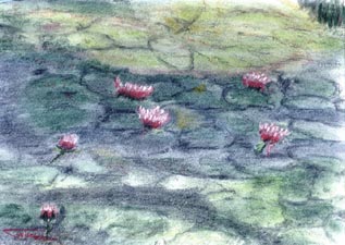 �tangs, Jardin Botanique, Montr�al